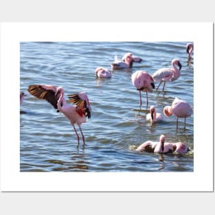 Namibia. Walvis Bay. Flamingos in the Water. Posters and Art